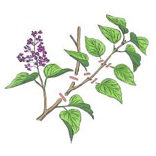 Comment Faire Une Bouture De Lilas En 2020 Comment Faire Une Bouture Faire Une Bouture Boutures