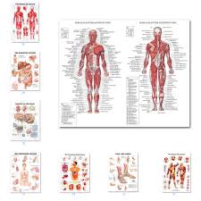 You can click the image to magnify if you cannot see clearly. Muscular System Posters Silk Cloth Anatomy Chart Human Body School Medical Science Educational Supplies Home Decoration Painting Calligraphy Aliexpress