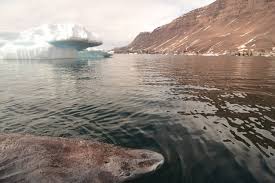 Der grönlandhai oder eishai lebt im nordatlantik und im nordpolarmeer und er kann eine größe von über fünf metern erreichen. Gronlandhai Geschlechtsreif Mit 150 Science Orf At