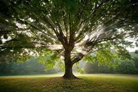 How much documentation you need depends on how much work experience you have. Why You Want A Tulsa Isa Certified Arborist Rickert Landscaping Tree Service