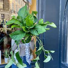 Monstera Pinnatipartita Grow Urban In 2021 Plants House Plants Monstera