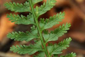 Image result for Asplenium rutifolium