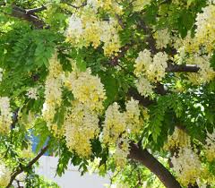 Pin On Koon Tree