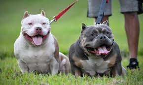 5 Incredible Pocket American Bully S Under 18 Months Old That Ll Blow Your Mind American Bully Pocket Bully Bully Breeds
