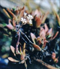 Image result for Xerophyta kirkii