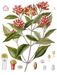 Use #clovetech to join the discussion. Clove Wikipedia