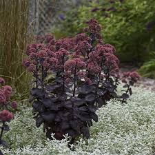 Succulent with tall purple flowers. Perennial Night Embers Sedum Sedum Purple Plants Plants