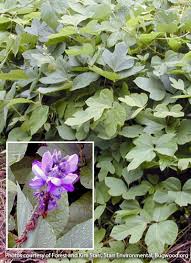 Grown.flowering vines with nathan urben. 10 Invasive Plants To Avoid In Your Garden Garden Gate