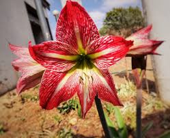 Image result for Senecio consanguineus