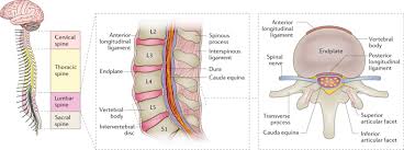 Home treatment and proper body mechanics often will heal your back within a few weeks. Low Back Pain Nature Reviews Disease Primers