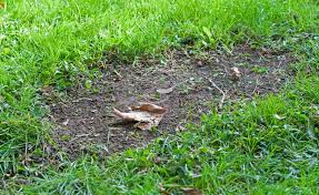 So Erneuern Sie Kahle Stellen Im Rasen Rasen Nachsaen Rasen Erneuern Garten Pflanzen