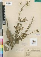 Image result for Droogmansia