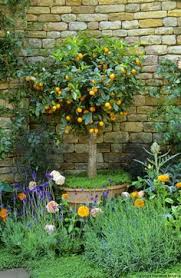 Plants were grown on various rental properties in the district and sold through the carlingford road site. 230 Spaliers Cordons Dwarf Fruit Trees Ideas Fruit Trees Dwarf Fruit Trees Garden Design
