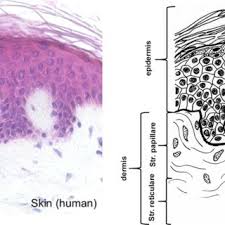 Free fire redeem codes for august 26: Pdf Processing Of Collagen Based Biomaterials And The Resulting Materials Properties