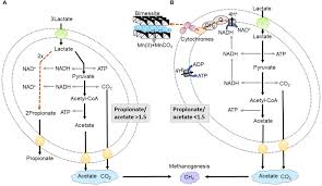 Frontiers The Effect Of Dissimilatory Manganese Reduction