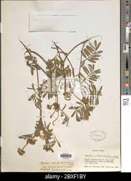 Image result for Tephrosia interrupta