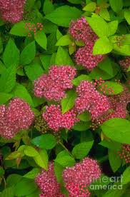 Image result for spirea japonica gold princess