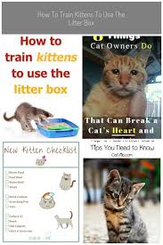 How To Train Kittens To Use The Litter Box Cats Litterbox Trainingcat Cattraining Catlitter Catlitterbox Kittens Car In 2020 Kittens Kitten Adoption Litter Box