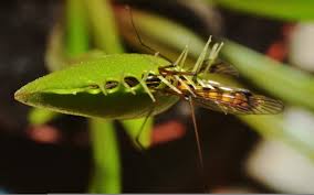 You can be annoyed to the point that for a moment you consider hopping in your. Can Plants Eat Insects Wonderopolis