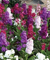Pin On Flower And Landscape Gardening