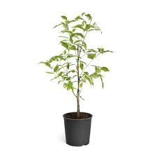 Across most of north america it can be. Brighter Blooms 5 Gal Flowering White Dogwood Tree Dog Whi 34 5 The Home Depot