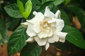 Image result for Gardenia