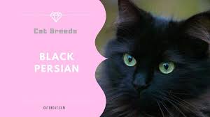 Depending on your lifestyle and preferences, you could want a cat to according to hodgson, the size of a kitten's paws do not determine how big they'll be later in life. Black Persian Cat Breed Facts Origin History And Personality Traits