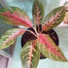 Tips merawat bunga hias supaya subur. Jual Tanaman Hias Aglonema Aglaonema Cinta Setiap Beli Bunga Bonus Bunga Di Lapak Watervank Bukalapak