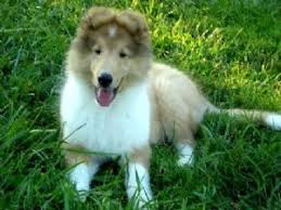 For most of their history, smooth collies have been classified with the rough collies. Collie Puppies In Florida
