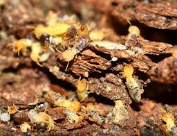 Buying a house is the biggest investment you will possibly make which is why getting a building and pest inspection on the gold coast is necessary to assure you that the house you are buying is not pest ridden or. Termite Inspection Reports Karen Logan Building Inspector