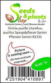 Image result for Litanthus pusillus