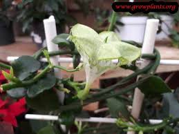 Parachute plant needs 0.5 cups of water every 9 when it doesn't get direct sunlight and is potted in a 5 pot. Ceropegia Sandersonii How To Grow Care