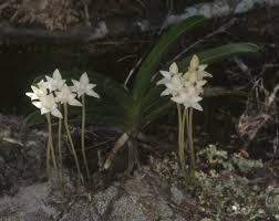 Image result for Rangaeris