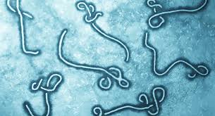 El virus de marburgo causa síntomas similares a los del ébola, que comienzan con fiebre y debilidad y, a menudo, conducen a hemorragias internas o externas, insuficiencia orgánica y muerte. Rjavabktbsn2nm