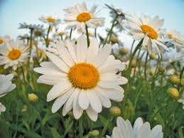 Get 10% off flowers & plants when you order online. Yellow Shasta Daisy Shefalitayal