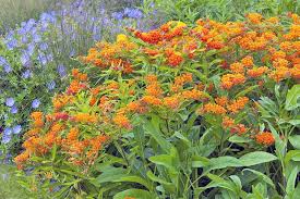 Scegli tra immagini premium su milkweed garden della migliore qualità. Milkweed Growing Guide How To Grow Asclepias Gardener S Path