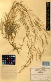Image result for Chrysochloa