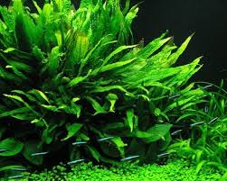 Maybe you would like to learn more about one of these? Mengenal Java Fern