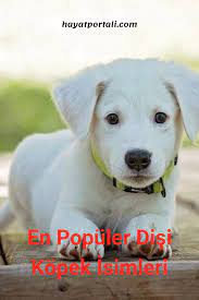 en populer disi kopek isimleri kopek evcil hayvanlar hayat