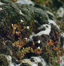 Image result for Tridactyle tridactylites