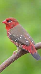 Bengali Rojo Red Avadavat Tigerastrild Bengali Rouge Nature Birds Pet Birds Colorful Birds