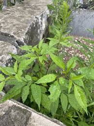 Image result for Bidens ugandensis