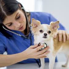 We did not find results for: Animal Care Course Animal Training College
