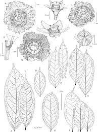 Image result for Scytopetalum pierreanum