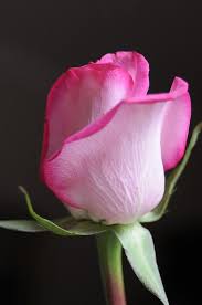 Perfect Pink Rose By Haleh Mahbod In 2020 Beautiful Rose Flowers Beautiful Roses Rose Buds