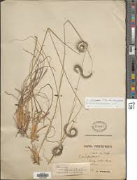 Image result for Ctenium concinnum