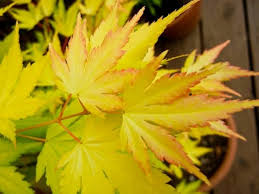Image result for Acer palmatum `Orange Dream`