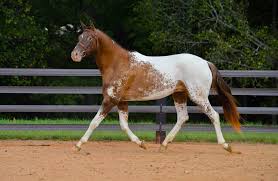 Horses, horse breeds, horse colors. Paint By Numbers Equine Color Genetics Your Horse Farm