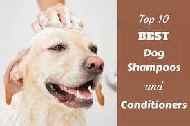 I just feel it works so well with his skin and fur. 10 Best Dog Shampoo And Conditioners