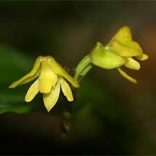 Image result for Polystachya cultriformis